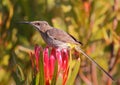 Cape Sugarbird