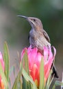 Cape Sugarbird