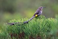 Cape Sugarbird Royalty Free Stock Photo