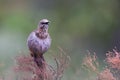 Cape Sugarbird