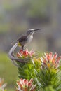 Cape Sugarbird Royalty Free Stock Photo