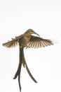 Male Cape sugarbird in flight.