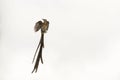 Male Cape sugarbird in flight. Royalty Free Stock Photo