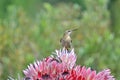 Cape sugarbird on protea flowers Royalty Free Stock Photo