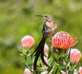 Cape sugarbird on a red protea. Royalty Free Stock Photo