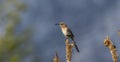 A Cape Sugarbird, scientifically known as Promerops cafer, perched on the top of a plant in South Africa