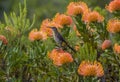 Cape SugarCape Sugarbird sitting on orange Fynbos, looking left, South Africa Royalty Free Stock Photo