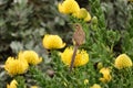 Cape Sugarbird sitting on a yellow pincushion protea Royalty Free Stock Photo