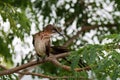 Cape Sugarbird in its native South Africa Royalty Free Stock Photo