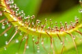 Cape sundew