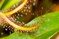 Cape sundew