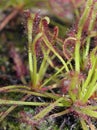 Cape Sundew