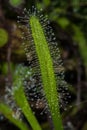 Cape Sundew