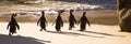 Cape Town - African Penguins