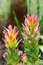 Cape Town Fynbos Flora Royalty Free Stock Photo