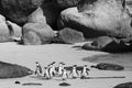 Cape Town Penguin Island in South Africa Royalty Free Stock Photo
