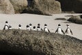 Cape Town Penguin Island in South Africa Royalty Free Stock Photo