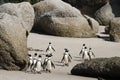 Cape Town Penguin Island in South Africa Royalty Free Stock Photo