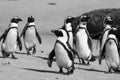 Cape Town Penguin Island in South Africa Royalty Free Stock Photo