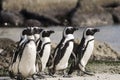 Cape Town Penguin Island in South Africa Royalty Free Stock Photo