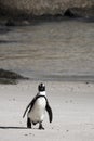 Cape Town Penguin Island in South Africa Royalty Free Stock Photo