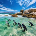 Cape Town Penguin Island in South Africa Royalty Free Stock Photo