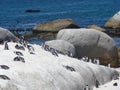 Cape Town penguins