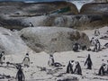 Cape Town penguins