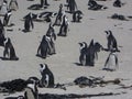 Cape Town penguins