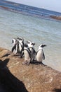 Cape Town - pinguin - Bolders Beach Royalty Free Stock Photo