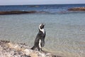 Cape Town - pinguin - Bolders Beach Royalty Free Stock Photo