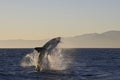 Cape Town, sharks, exhilarating jumping out of water, looks great, everyone has to see this scene once in your life Royalty Free Stock Photo