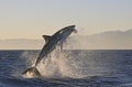 Cape Town, sharks, exhilarating jumping out of water, looks great, everyone has to see this scene once in your life Royalty Free Stock Photo