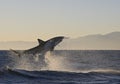 Cape Town, sharks, exhilarating jumping out of water, looks great, everyone has to see this scene once in your life Royalty Free Stock Photo