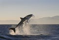 Cape Town, sharks, exhilarating jumping out of water, looks great, everyone has to see this scene once in your life Royalty Free Stock Photo