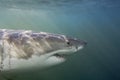 Cape Town, sharks, underwater views, looks great, everyone should see this scene once in your life Royalty Free Stock Photo