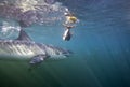 Cape Town, sharks, underwater views, looks great, everyone should see this scene once in your life Royalty Free Stock Photo