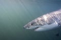 Cape Town, sharks, underwater views, looks great, everyone should see this scene once in your life Royalty Free Stock Photo