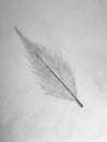 Soft textured feather by itself. Gives off a calm feeling.