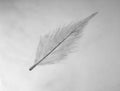Soft textured feather by itself. Gives off a calm feeling.