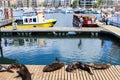 CAPE TOWN, SOUTH AFRICA - DECEMBER 23, 2017: group of Cape fur seal lying on wooden jetty under sun with people, boats and houses