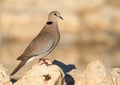 Cape Turtle Dove