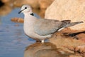 Cape turtle dove