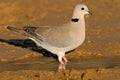 Cape turtle dove