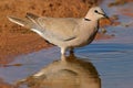 Cape turtle dove