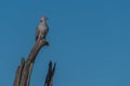Cape turtle dove on dead tree branch Royalty Free Stock Photo