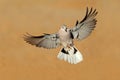 Cape turtle dove in flight