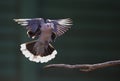 Cape Turtle Dove in flight Royalty Free Stock Photo