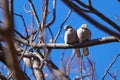 Cape Turtle Dove Pair In Early Spring Streptopelia capicola