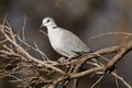 Cape-turtle dove or Ring-necked dove, Streptopelia capicola Royalty Free Stock Photo